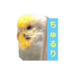 2羽のセキセイインコたち（個別スタンプ：5）