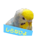 2羽のセキセイインコたち（個別スタンプ：6）