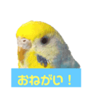 2羽のセキセイインコたち（個別スタンプ：7）
