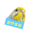 2羽のセキセイインコたち（個別スタンプ：8）