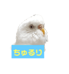 2羽のセキセイインコたち（個別スタンプ：9）