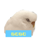 2羽のセキセイインコたち（個別スタンプ：11）