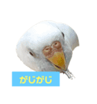 2羽のセキセイインコたち（個別スタンプ：12）