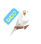 2羽のセキセイインコたち（個別スタンプ：13）