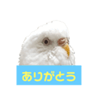 2羽のセキセイインコたち（個別スタンプ：14）