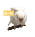 2羽のセキセイインコたち（個別スタンプ：16）