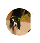 やまぐちたんぷ1（個別スタンプ：16）