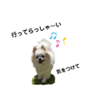チワわんこLIFE2（個別スタンプ：1）