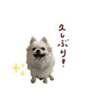 チワわんこLIFE2（個別スタンプ：10）