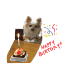 チワわんこLIFE2（個別スタンプ：12）
