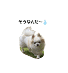 チワわんこLIFE2（個別スタンプ：17）