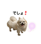 チワわんこLIFE2（個別スタンプ：21）