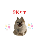 チワわんこLIFE2（個別スタンプ：26）