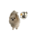 チワわんこLIFE2（個別スタンプ：27）