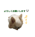 チワわんこLIFE2（個別スタンプ：33）