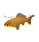 ちびあかりのすたんぷ（個別スタンプ：5）