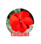ふぉと（個別スタンプ：2）