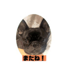 ふぉと（個別スタンプ：5）