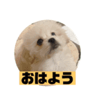 ふぉと（個別スタンプ：7）