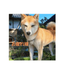 柴犬チャコちゃんの特別スタンプ（個別スタンプ：1）