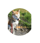 柴犬チャコちゃんの特別スタンプ（個別スタンプ：2）
