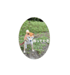 柴犬チャコちゃんの特別スタンプ（個別スタンプ：3）