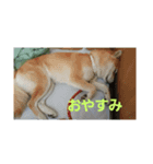 柴犬チャコちゃんの特別スタンプ（個別スタンプ：5）