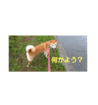 柴犬チャコちゃんの特別スタンプ（個別スタンプ：6）