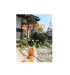 柴犬チャコちゃんの特別スタンプ（個別スタンプ：7）