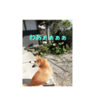 柴犬チャコちゃんの特別スタンプ（個別スタンプ：8）