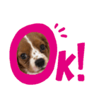 キャバリアのほく 〜子犬の日常編〜（個別スタンプ：1）