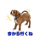 キャバリアのほく 〜子犬の日常編〜（個別スタンプ：2）