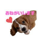 キャバリアのほく 〜子犬の日常編〜（個別スタンプ：4）