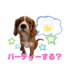 キャバリアのほく 〜子犬の日常編〜（個別スタンプ：5）