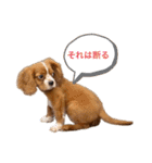 キャバリアのほく 〜子犬の日常編〜（個別スタンプ：6）
