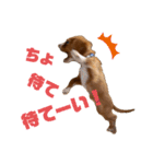 キャバリアのほく 〜子犬の日常編〜（個別スタンプ：8）
