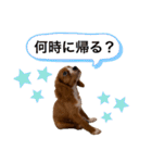 キャバリアのほく 〜子犬の日常編〜（個別スタンプ：9）