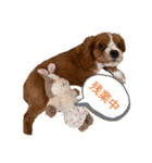 キャバリアのほく 〜子犬の日常編〜（個別スタンプ：11）