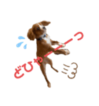 キャバリアのほく 〜子犬の日常編〜（個別スタンプ：13）