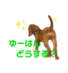 キャバリアのほく 〜子犬の日常編〜（個別スタンプ：14）