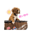 キャバリアのほく 〜子犬の日常編〜（個別スタンプ：15）