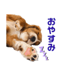 キャバリアのほく 〜子犬の日常編〜（個別スタンプ：18）