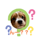 キャバリアのほく 〜子犬の日常編〜（個別スタンプ：19）