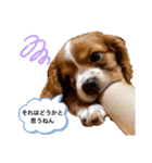 キャバリアのほく 〜子犬の日常編〜（個別スタンプ：20）
