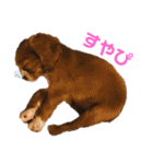 キャバリアのほく 〜子犬の日常編〜（個別スタンプ：21）