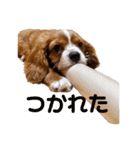 キャバリアのほく 〜子犬の日常編〜（個別スタンプ：22）
