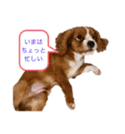 キャバリアのほく 〜子犬の日常編〜（個別スタンプ：23）