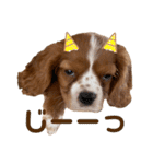 キャバリアのほく 〜子犬の日常編〜（個別スタンプ：24）