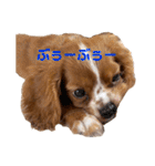 キャバリアのほく 〜子犬の日常編〜（個別スタンプ：25）