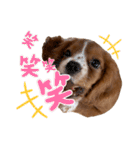 キャバリアのほく 〜子犬の日常編〜（個別スタンプ：28）